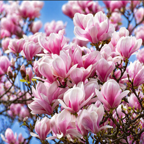 Magnolia Soulangeana "Alexandrina" la Ghiveci