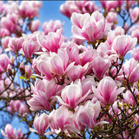 Magnolia Soulangeana "Alexandrina" la Ghiveci