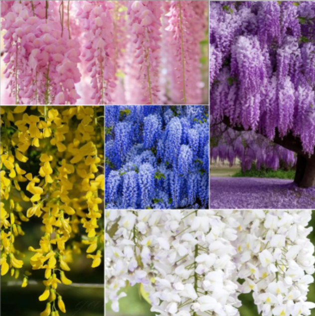 Pachet Promo Glicină Wisteria Mixt 5 Bucăți