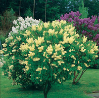 Liliac Syringa Vulgaris "Yellow"