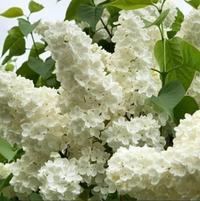 Liliac Syringa Vulgaris "Madame Lemoine"