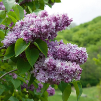 Liliac Syringa Vulgaris "Katherine Havemeyer"