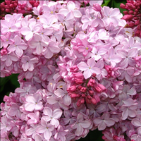 Liliac Syringa Vulgaris "Esther Staley"