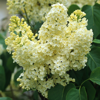 Liliac Syringa Vulgaris "Primrose"