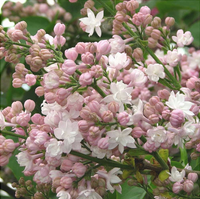 Liliac Syringa Vulgaris "Beauty of Moscow"