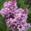 Liliac Syringa Vulgaris "Dwarf Korean"