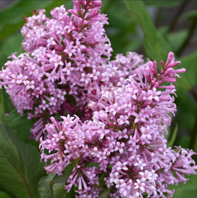 Liliac Syringa Vulgaris "Dwarf Korean"