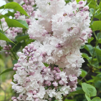 Liliac Syringa Vulgaris Alb-Roz