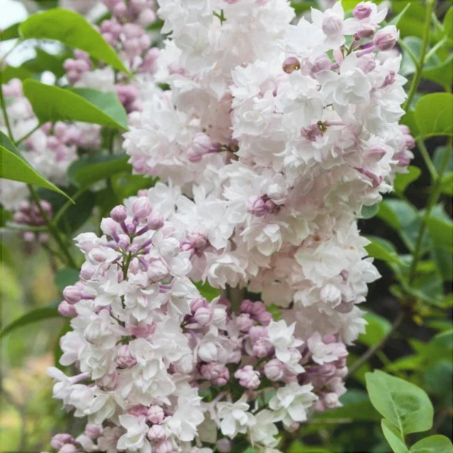 Liliac Syringa Vulgaris Alb-Roz