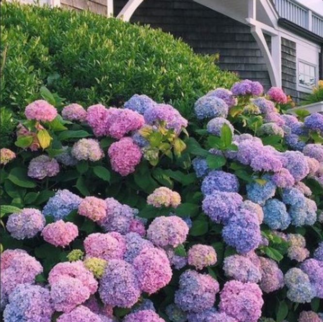 Hortensia Macrophylla "Pastel Core"