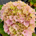 Hortensia Macrophylla "Pastel"