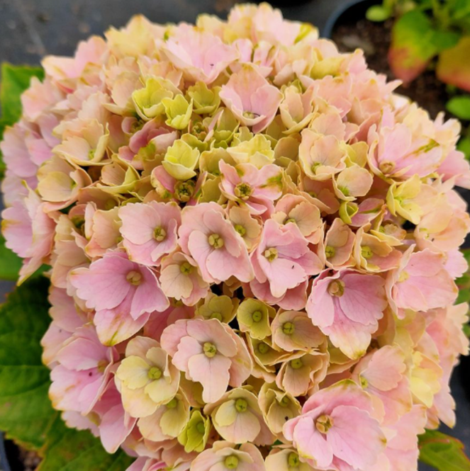 Hortensia Macrophylla "Pastel"