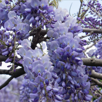 Glicină Wisteria ''Summer Cascade''