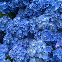 Hortensie Macrophylla Saphire Glow – imagine 2