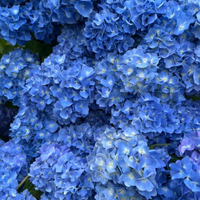 Hortensie Macrophylla "Saphire Glow"