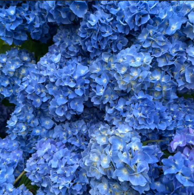Hortensie Macrophylla "Saphire Glow"