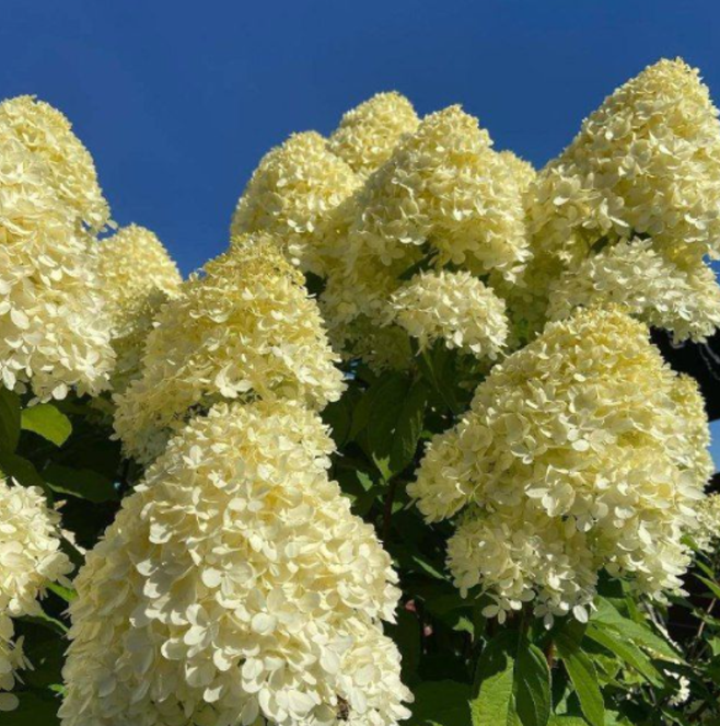 Hortensia Paniculata "Mundane Sun"