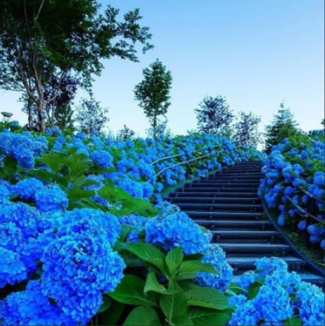 Hortensia Macrophylla "Hydrangea Blue", la Ghiveci de 10L