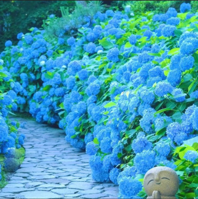 Hortensia Macrophylla "Hydrangea Blue", la Ghiveci de 10L
