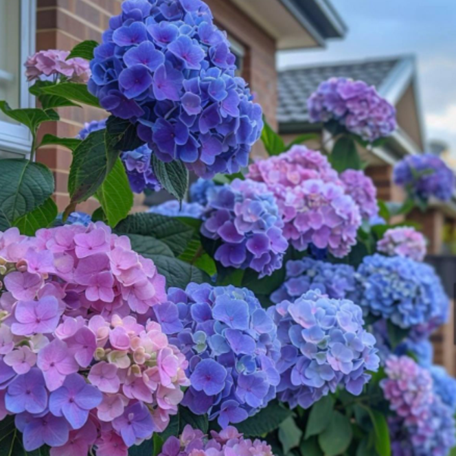 Hortensia Macrophylla "Hydrangea Blue", la Ghiveci de 30L