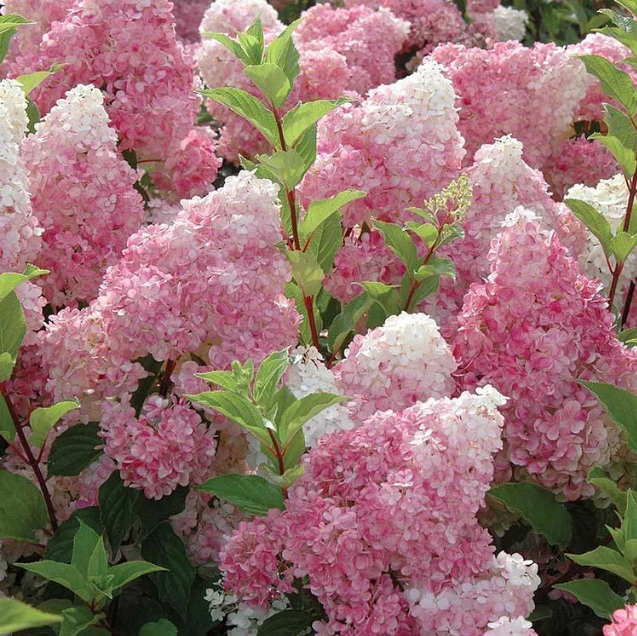 Hortensia Paniculata "Pink Lady"