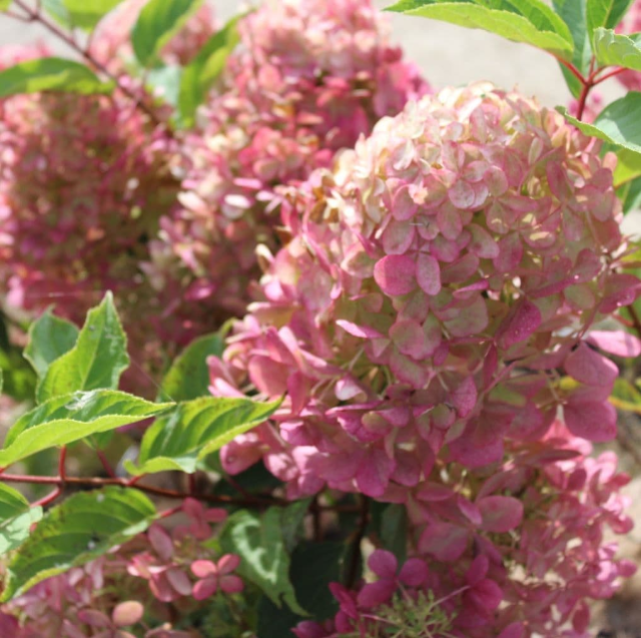 Hortensia Paniculata "Phantom"