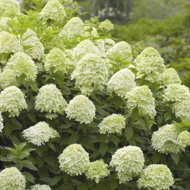 Hortensia Paniculata "Galbenă"