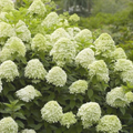 Hortensia Paniculata "Galbenă"