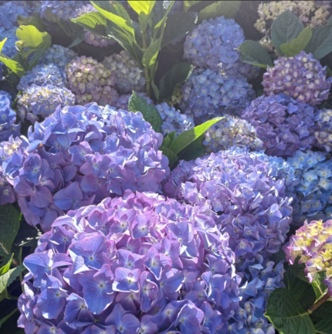 Hortensia Macrophylla "Endless Summer" la Ghiveci 10 L