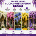 Pachet Promo Glicină Wisteria Mixt 5 Bucăți