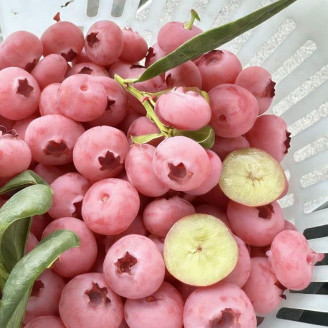 Afin "Pink Lemonade" la Ghiveci