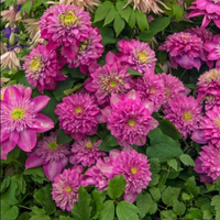 Clematis "Amethyst Haze" la Ghiveci