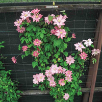 Clematis "Little Mermaid" la Ghiveci