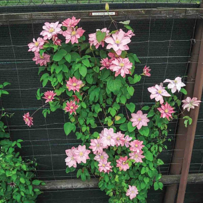 Clematis "Little Mermaid" la Ghiveci