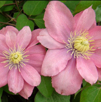 Clematis "Little Mermaid" la Ghiveci