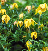 Clematis "Tangutica" la Ghiveci