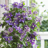Clematis "Taiga" la Ghiveci