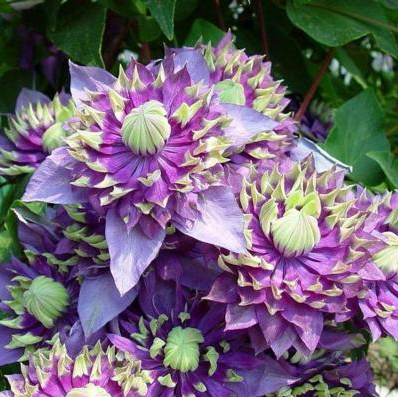 Clematis "Taiga" la Ghiveci