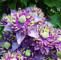 Clematis "Taiga" la Ghiveci