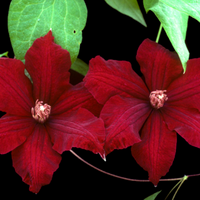 Clematis "Kardynal" la Ghiveci