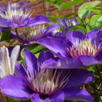 Clematis "Multi Blue" la Ghiveci