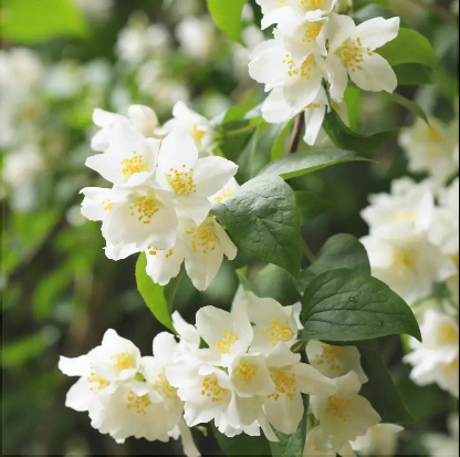 Iasomie de Gradină "Philadelphus Coronarius" la Ghiveci