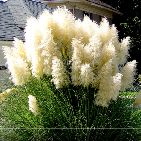 Iarbă de Pampas, Alb