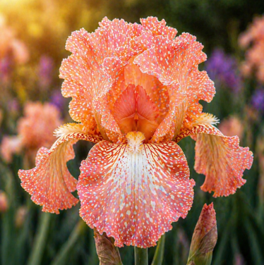 Bulbi Iris Germanica "Peach Rain"