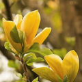 Magnolia "Butterflies" la Ghiveci