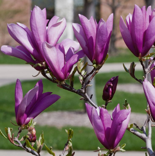 Magnolia "Ann" la Ghiveci
