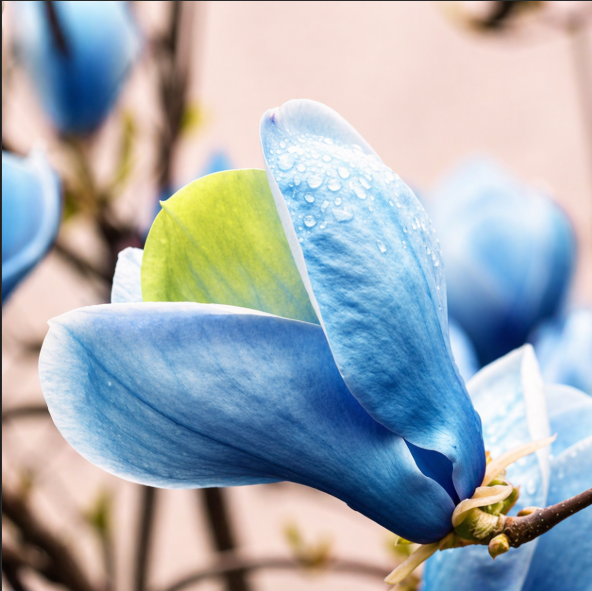 Magnolia "Blue Opal" la Ghiveci