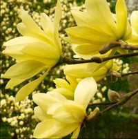 Magnolia "Yellow River" la Ghiveci