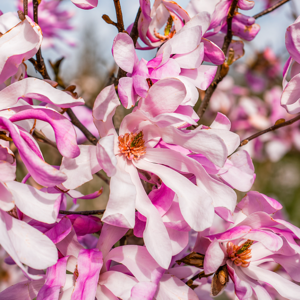Magnolia Stellata "Rosea" la Ghiveci