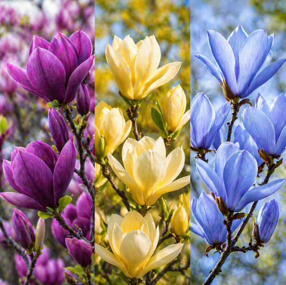 Pachet Mixt Magnolia - 3 Bucăți la Ghiveci